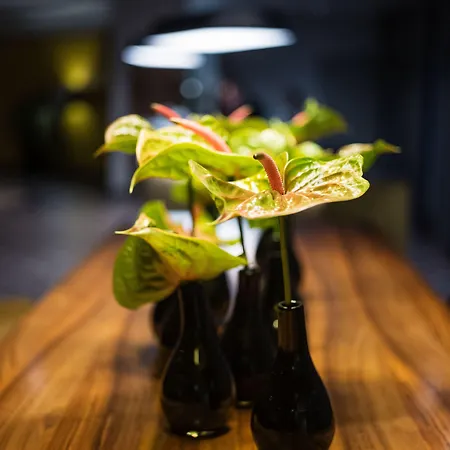 شيراتون إيربورت فندق